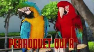 PERROQUET qui ASE Parrot sound  Cri du perroquet  Verso del pappagallo [upl. by Hajidahk732]