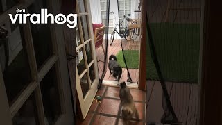 Cat Jumps Through Magnetic Screen Door  ViralHog [upl. by Ysabel]