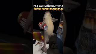 El pez birra pesca paz tranquilidad pez pescador pescadores pescado [upl. by Ajin770]