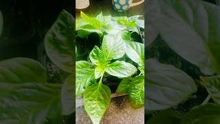 Naga Chilli Seedlings [upl. by Bobbe444]