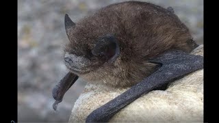 International Bat Night  Bats in Aberdeenshire [upl. by Ailehc]