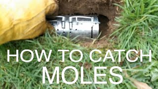 How to Catch Moles using Barrel Mole Traps [upl. by Lightfoot]