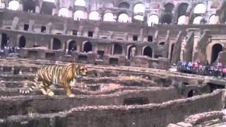 The Fierce and Dangerous Animals of the Colosseum [upl. by Publius]