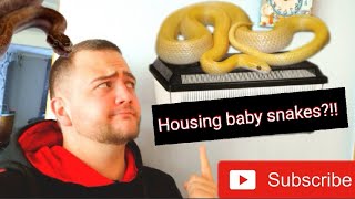 African house snake ultimate care guide series ep 1 housing baby snakes [upl. by Ewald]