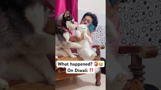 Diwali Disaster Alert 🚨😨 shorts dog husky trendingsongs [upl. by Lenard]