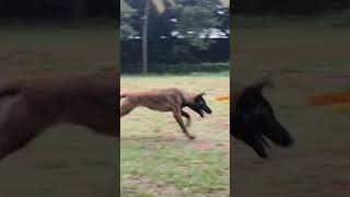 Malinois puppy training belgianmalinoisdog dogbreed workingdog doglover [upl. by Arak]