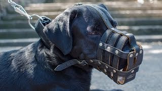 Labrador and other canines in Royal Leather Dog Muzzle [upl. by Theurer]