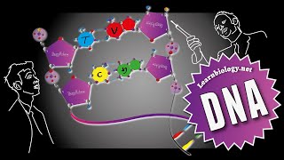 DNA Summary in 45 seconds  Summaries the Structure of DNA  A Level Biology [upl. by Halverson]