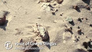 How Are Dinosaur Fossils Discovered and Collected [upl. by Mota]