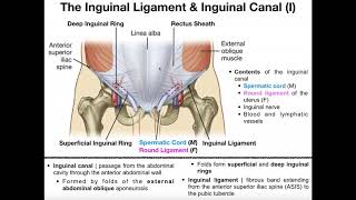 Anatomy  The Inguinal Ligament amp Inguinal Canal [upl. by Mit808]