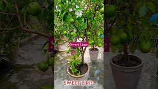 Sweet Lime plant in pot at Home  Gardening with Jamshed khan [upl. by Nealson]