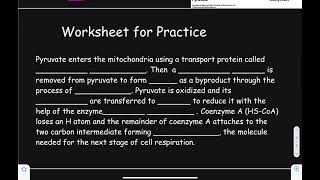 Pyruvate Oxidation [upl. by Bianchi76]