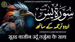 Surat Yaseen with Urdu Translation  Surah Yasin  Quran Tilawat Beautiful Voice  Hindi Tarjuma [upl. by Whiffen]