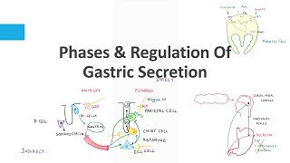 Phases amp Regulation Of Gastric Secretion [upl. by Ahsenot]