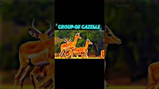 Cheetah vs gazelle speed comparison and huntinganimalstrendingcheetahwildlife [upl. by Huang]