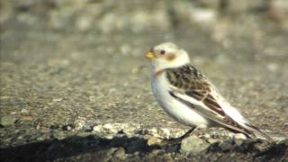 野鳥撮影・ 野鳥動画・ユキホオジロ♂ 13 Snow Bunting [upl. by Ormand453]