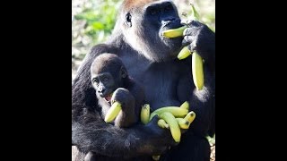 Peel A Banana In 1 Second Like Gorillas amp Monkies [upl. by Barabbas]