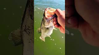 Lets go shorts bassfishing fishing fish subscribe bassjunkie [upl. by Remsen854]