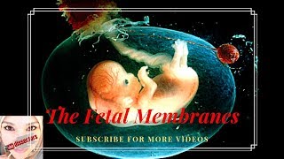 Medical Embryology  the fetal membranes [upl. by Acenes]