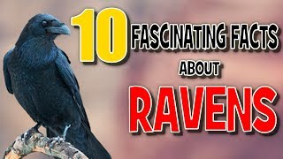 10 Fascinating Facts about Ravens [upl. by Backler535]