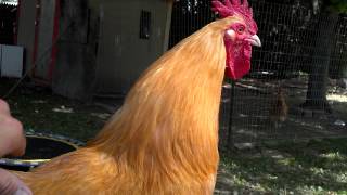 Friendly buff orpington rooster george [upl. by Latyrc]