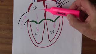 Cardiovascular System Fetal circulation [upl. by Etnahsa]