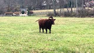 Hereford Cattle [upl. by Yldarb457]