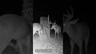 Culls Or let em grow Leave comment shorts deer white tail bigbucks texas [upl. by Winonah126]