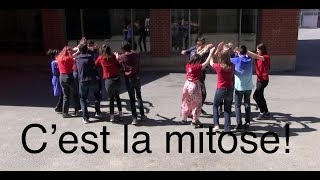 Cest la mitose cover Alors on danse [upl. by Naillil262]