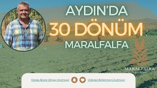 AYDINDA 30 DÖNÜM MARALFALFA  MARALFALFA TURHAN KENDİRLİ [upl. by Maximilian]