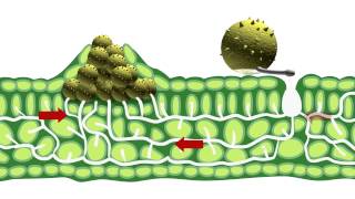 Disease epidemiology and fungicide use [upl. by Paradies]