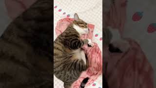 Cat engine 16 shorts cute beautiful cat love [upl. by Nivk]