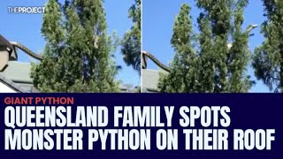 Queensland Family Spots Monster Python On Their Roof [upl. by Ahsikrats504]