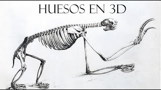 Directo huesos en 3D 4 [upl. by Leffert253]