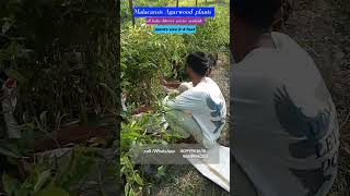 Malacansis Agarwood plants farming maharastra agarwood karnataka tamilnadu [upl. by Dexter]