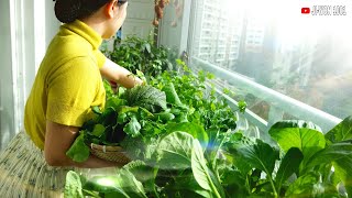 Growing Vegetables Hydroponically at Home  Balcony Gardening [upl. by Eednam]