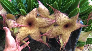 Stapelia gigantea CUIDADOS BÁSICOS de la PLANTA CADAVER [upl. by Ahsuat]