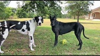 Funny Great Danes Playing Catch Will Make You Laugh [upl. by Enimsaj896]