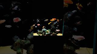 Beautiful malware chiclets fish aquarium setup idea short shorts youtubeshorts [upl. by Annyl38]