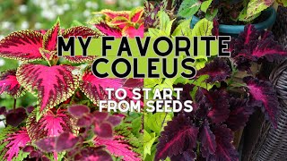 My Top 7 COLEUS Varieties to Grow from Seeds 🌸🌼 Sowing Coleus Seeds [upl. by Marilla]