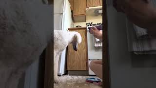 Grooming my Standard Poodle at home [upl. by Ardrey338]