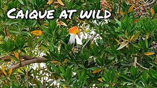 Caique Parrot at Wild  Evening Fun  Al Ain  Orange head White Bellied Caique Parrot  Love Nature [upl. by Colleen448]