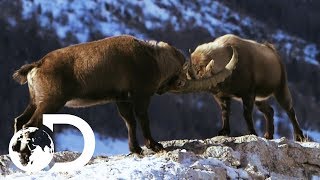 Male Alpine Ibex Goats Go Head To Head  Wildest Europe [upl. by Monroy]