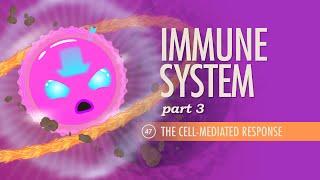 Immune System Part 3 Crash Course Anatomy amp Physiology 47 [upl. by Cadmarr]