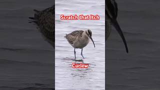 Whimbrel  Hudsonian Curlew at the Beach shorebirds sandpiper birdwatching birdshorts [upl. by Ummersen472]