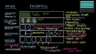 What is skin Epidermis [upl. by Erdnoed860]