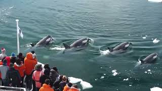 killer whales hunting seals on iceberg [upl. by Gelb]