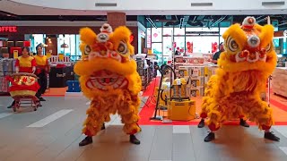 Twin Lion Dance with Female Drummer [upl. by Aissert318]