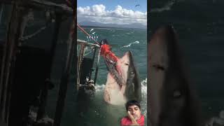 Big Great White Shark Comes Out Of NowhereFREE MOSSEL BAY GREAT WHITE SHARK INFO PACK DOWNLOADABL [upl. by Eibrad]