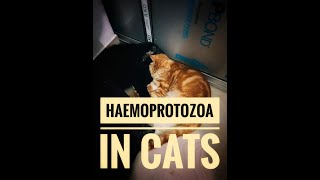 HAEMOPROTOZOAN IN CATS haemoprotozoan taleofthetails4689 hemoprotozoa infection awareness [upl. by Llertrac]